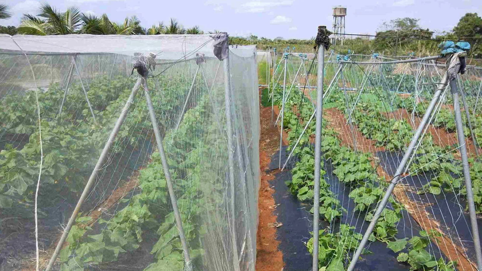 بهترین توری ضد حشره گلخانه کدام است