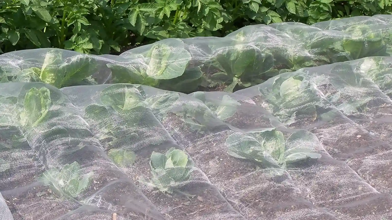 قیمت و هزینه نگهداری توری ضد حشره گلخانه