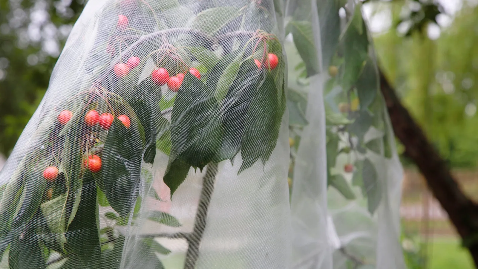 چگونه توری ضد حشره مناسب گلخانه انتخاب کنیم