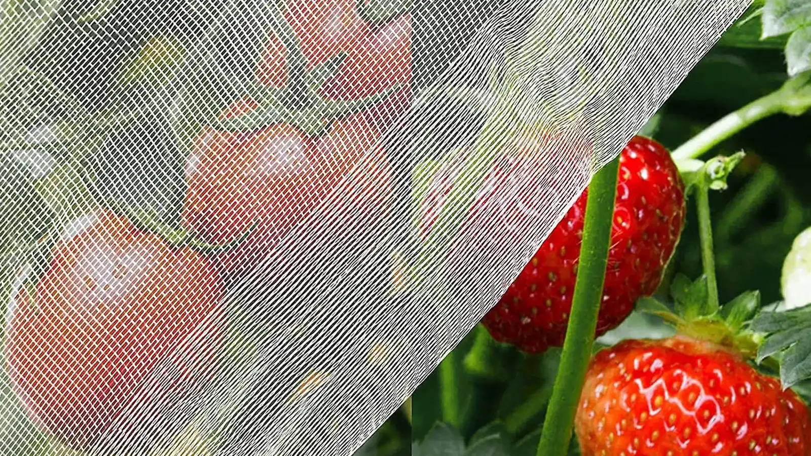 سایز و ابعاد مناسب توری ضد حشره گلخانه