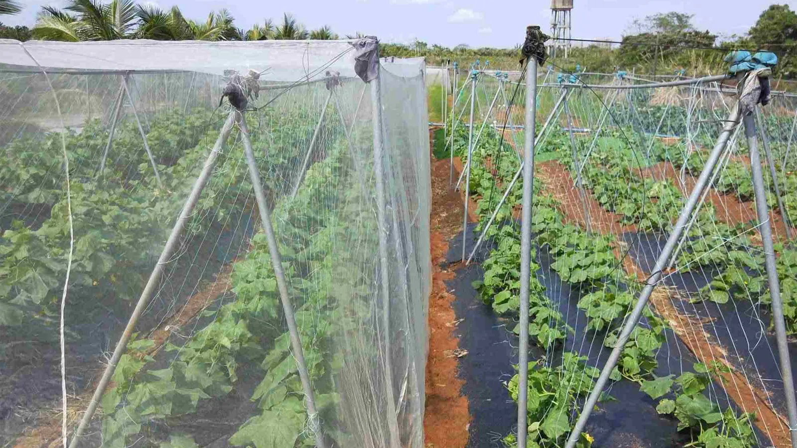 کاربردهای توری آنتی تریپس