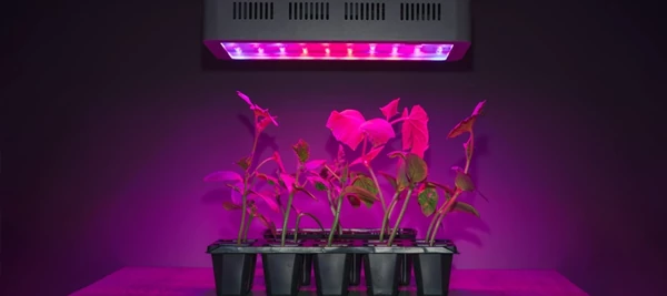 چرا لامپ رشد گیاه