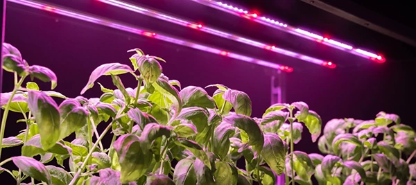 آشنایی با لامپ رشد گیاه